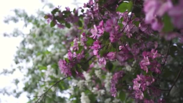 Feche para árvores de maçã florescentes bonitas em tempo de primavera, beleza da natureza. Imagens de stock. Flores cor-de-rosa e brancas brilhantes de árvores em flor  . — Vídeo de Stock