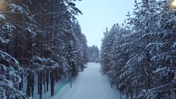 Sendero cubierto de nieve en el Parque con linternas. Clip. Callejón del parque de invierno con carretera rodeada de árboles altos cubiertos de nieve con linternas anticuadas a lo largo del camino — Vídeos de Stock