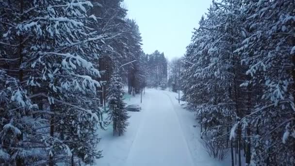 Заснеженная тропа в парке с фонарями. Клип. Аллея зимнего парка с дорогами, окруженными высокими деревьями, покрытыми снегом, со старомодными фонарями вдоль дороги — стоковое видео