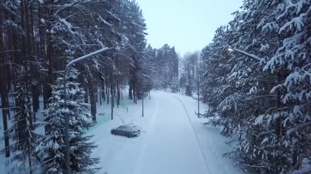 Заснеженная тропа в парке с фонарями. Клип. Аллея зимнего парка с дорогами, окруженными высокими деревьями, покрытыми снегом, со старомодными фонарями вдоль дороги — стоковое видео