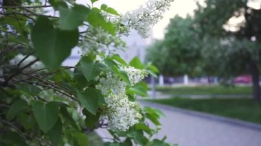 Arka planda modern bir şehir binası ile beyaz çiçekli leylak ağacı için kapatın. Stok görüntüleri. Şehir parkında büyüyen beyaz leylak.