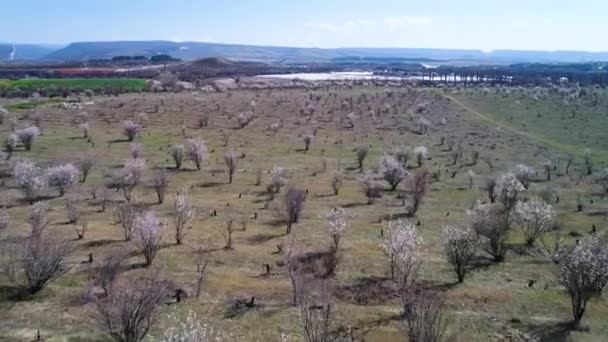 Aerial view of small trees growing in rows on farm fields in front of beautiful lake, agriculture concept. Shot. Small towm situated in a valley in a summer sunny day. — Stock Video