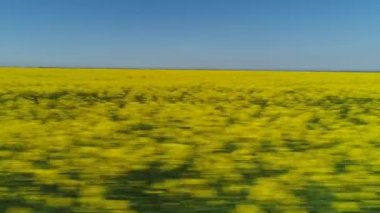 Hızlı hareket büyük alanda yakın çekim görünümü sıcak yaz gününde mavi gökyüzüne karşı parlak kolza çiçek satırları ile kaplı. Atış. Pitoresk kırsal görünümler