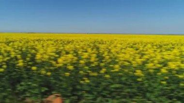 Hızlı hareket büyük alanda yakın çekim görünümü sıcak yaz gününde mavi gökyüzüne karşı parlak kolza çiçek satırları ile kaplı. Atış. Pitoresk kırsal görünümler
