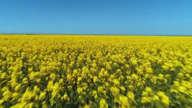 Sıcak yaz gününde mavi gökyüzüne karşı parlak kolza çiçek satırları ile kaplı alan Amazing görünümü. Atış. Pitoresk kırsal görünümler