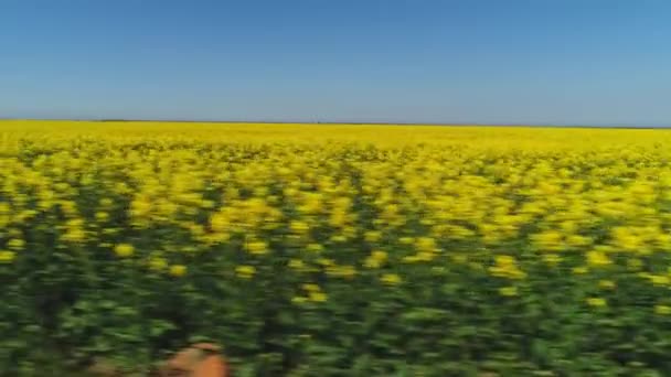 Vista da vicino in movimento rapido grande campo coperto da file di fiori di colza luminosi contro il cielo blu nella calda giornata estiva. Gli hanno sparato. Pittoresche viste sulla campagna — Video Stock