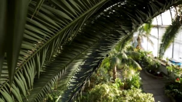 Вид сверху на красивое пальмовое дерево с широкими зелеными листьями и другими растениями внутри ботанического сада. Запись. Зеленые насаждения в помещении в особых условиях . — стоковое видео
