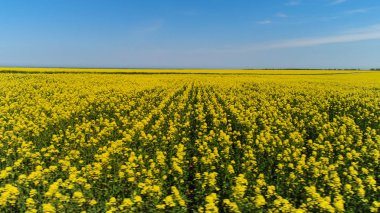 Mavi gökyüzü arka plan üzerinde sarı çiçekler ile güzel yaz manzara. Atış. Bulutlu mavi gökyüzü ile tezat sarı kolza çiçekleri çiçek alan için hava.
