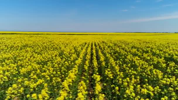 青空を背景に黄色の花を持つ美しい夏の風景。ショット。曇り青空と対照的な黄色い菜種の花の開花フィールドのための空中. — ストック動画