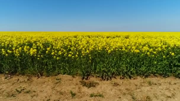Vista laterale di campo fiorito di colza con bel cielo blu e nuvole sullo sfondo. Gli hanno sparato. Piante gialle brillanti che crescono sul campo, colori della natura . — Video Stock
