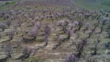 Güneşli bir günde erken ilkbaharda büyük bir alanda meyve çıplak ağaçlar veya çalılar havadan görünümü. Atış. Pitoresk kırsal görünüm