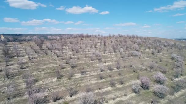 Vista aérea de árboles frutales desnudos en un campo a principios de primavera contra el cielo azul con nubes en el día soleado. Le dispararon. Pintoresca vista al campo — Vídeos de Stock