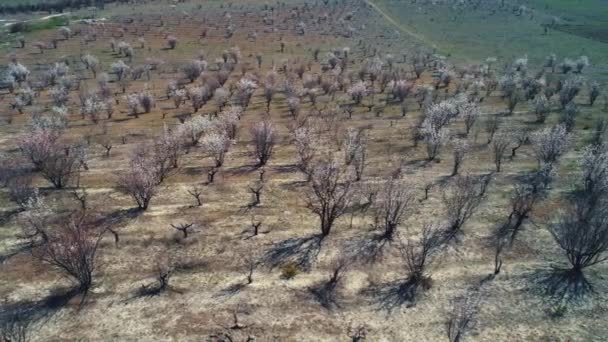 Vista aérea de árvores nuas de frutas ou arbustos em um grande campo no início da primavera em dia ensolarado. Atingido. Vista pitoresca do campo — Vídeo de Stock
