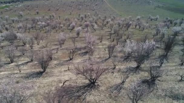 Vue aérienne d'arbres ou d'arbustes fruitiers nus sur un grand champ au début du printemps par temps ensoleillé. Fusillade. Vue pittoresque sur la campagne — Video