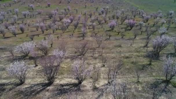 Vista de cima de de árvores nuas ou arbustos que começam a florescer em um grande campo no início da primavera em dia ensolarado. Atingido. Vista pitoresca do campo — Vídeo de Stock