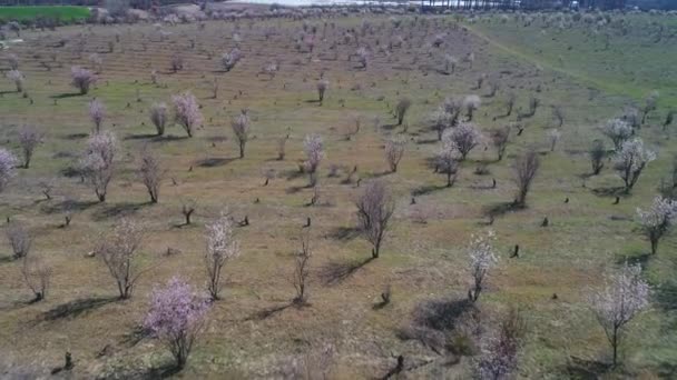 Blick von oben auf kahle Bäume oder Sträucher, die im zeitigen Frühling an sonnigen Tagen auf einem großen Feld zu blühen beginnen. Schuss. malerischer Blick auf die Landschaft — Stockvideo