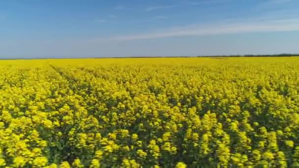 Schöne Aussicht auf ein großes Feld mit leuchtend gelben Blumen gegen den blauen Himmel an einem warmen Sommertag bedeckt. Schuss. malerische Aussicht auf die Landschaft — Stockvideo