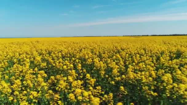 Bella vista di grande campo coperto di fiori giallo brillante contro il cielo blu nella calda giornata estiva. Gli hanno sparato. Pittoresche viste sulla campagna — Video Stock