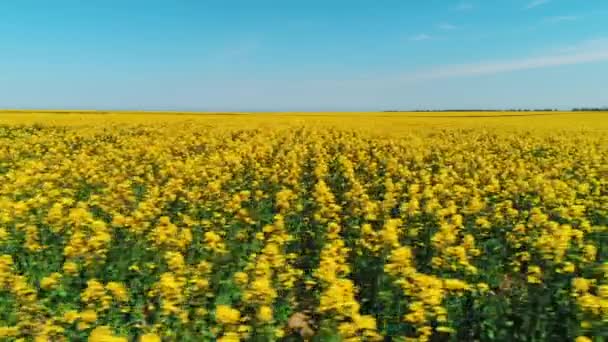 Hermosa vista de gran campo cubierto de flores de color amarillo brillante contra el cielo azul en el cálido día de verano. Le dispararon. Pintorescas vistas al campo — Vídeos de Stock