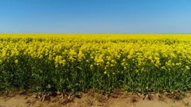 Güzel mavi gökyüzü ve arka planda bulutlar ile kolza çiçekli alan yan görünümü. Atış. Sahada yetişen parlak sarı bitkiler, doğanın renkleri.