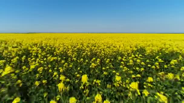 Πετώντας πάνω από ένα εντυπωσιακό φωτεινό κίτρινο χωράφι με ένα γαλάζιο ουρανό στο παρασκήνιο. Πυροβολισμό. Κίτρινα άνθη και πράσινα κοτσάνια, θέα στο χωράφι από πάνω — Αρχείο Βίντεο