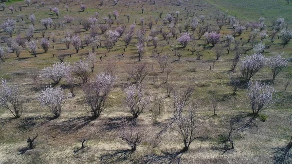 View from above of of bare trees or shrubs starting to blossom on a large field in early spring in sunny day. Shot. Picturesque countryside view — Stock Photo, Image