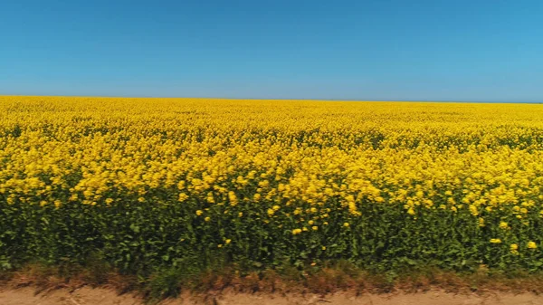 Beau champ couvert de rangées de fleurs de colza lumineux près de la route de campagne contre le ciel bleu dans la chaude journée d'été. Fusillade. Vue pittoresque sur la campagne — Photo