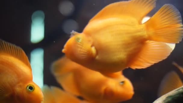 Close-up of exotic Goldfishes floating in tropical aquarium tank in a fresh water with green plants. Frame. Amazing underwater life — Stock Video