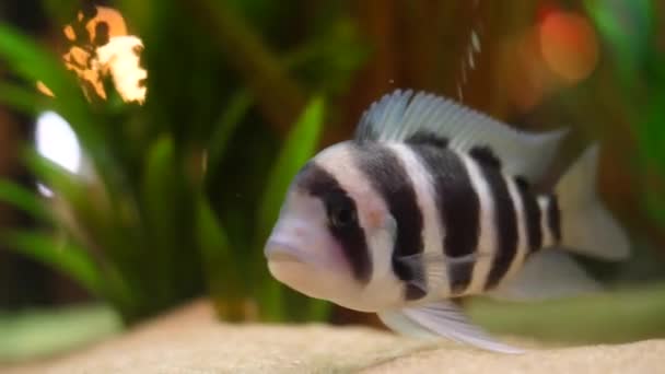 Närbild av exotiska svart och vit randig fisk på botten av akvarium tanken i ett friskt vatten med gröna växter. Ram. Fantastiskt undervattensliv — Stockvideo
