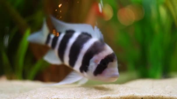Close-up of exotic black and white striped fish on the bottom of aquarium tank in a fresh water with green plants. Frame. Amazing underwater life — Stock Video