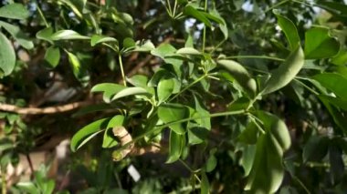 Güneşli bir günde ağaç dalı üzerinde yeşil yaprakları için yakın, doğa kavramı. Stok görüntüleri. Bahçede yetişen bir ağacın nazik küçük yeşil yaprakları.