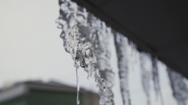 Descongelamento belos icicles com gotas de água caindo, natureza durante o período de primavera. Partida de gado. Melting icicles pendurados no telhado . — Vídeo de Stock