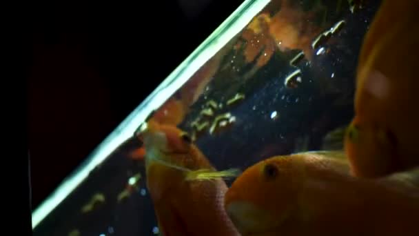 Bottom view of beautiful golden fish in aquarium swimming and eating. Рамка. Время кормления золотых рыбок в аквариуме, концепция природы . — стоковое видео