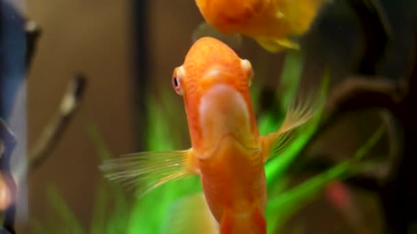特写五颜六色的金鱼在玻璃淡水罐中缓慢地游动着植物和藻类。框架。金鱼在水族馆移动，宠物概念. — 图库视频影像