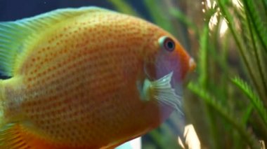 Akvaryumda yeşil bitki yakınında yüzen benzersiz japon balığı yan görünümü. Çerçeve. Güzel güzel ölçekli, yüzgeçleri ve yeşil çim karşı kuyruk ile Japon balığı.