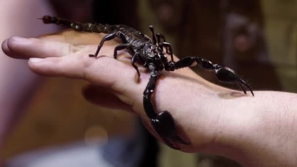 Černý škorpioni sedí na ruce. Akce. Zblízka na velkého černého škorpiona na jeho rameni. Odvaha držet na rukou nebezpečného škorpiona — Stock video