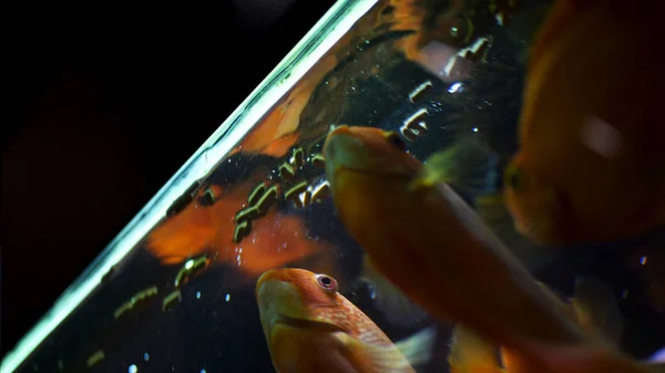 在水族馆游泳和饮食的美丽金鱼的底部视图。框架。水族馆金鱼的喂食时间，自然概念. — 图库照片