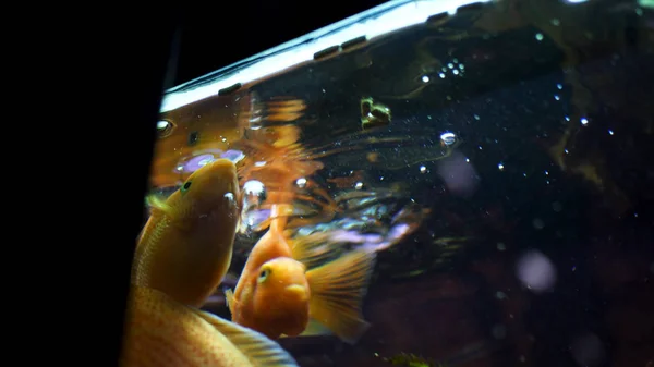Akvaryum yüzme ve yeme güzel altın balıklar alt görünümü. Çerçeve. Akvaryumda japon balıkları için beslenme zamanı, doğa konsepti. — Stok fotoğraf