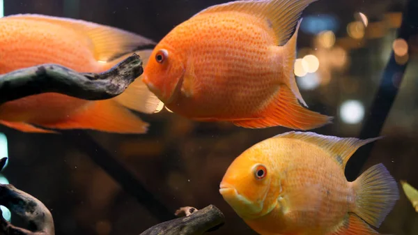 Close up for bright and beautiful goldfish in aquarium with green plants wooden branches. Рамка. Школа рыб, плавающих в аквариуме, концепция домашних животных . — стоковое фото