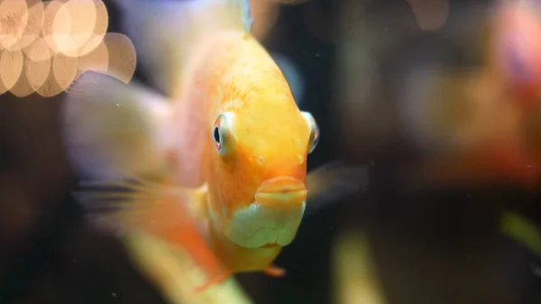 在水族馆里，特写一下美丽的金鱼的脸。框架。金鱼打开，闭上嘴，移动鳍，水下生活. — 图库照片