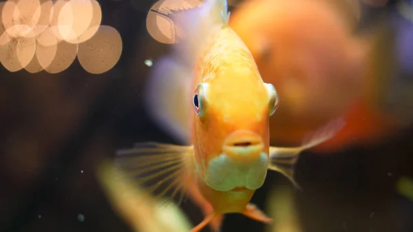Вид сбоку на уникальную золотую рыбу, плавающую рядом с зеленым растением в акватории. Рамка. Золотая рыбка с прекрасной чешуей, плавниками и хвостом против зеленой травы . — стоковое фото