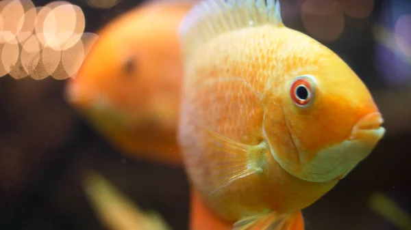Закрыть для золотых рыб, плавающих в пресноводных акваториях, концепцию уникальных созданий. Рамка. Красивые белые и черные рыбы перед зелеными водорослями . — стоковое фото