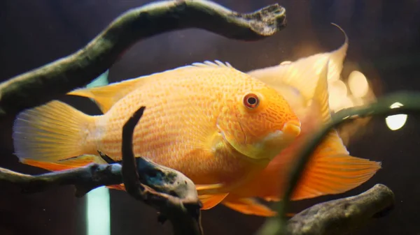 Close up para banhos coloridos de peixinhos dourados lentamente em um tanque de água doce de vidro com plantas e algas. Moldura. Peixes dourados em movimento no aquário, conceito de animais de estimação . — Fotografia de Stock