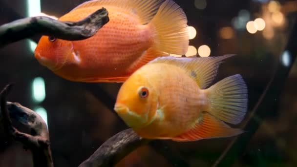 Primer plano para peces de colores brillantes y hermosos en el acuario con las plantas verdes ramas de madera. Una trampa. Escuela de peces nadando en acuario, concepto de mascotas . — Vídeos de Stock