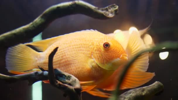 Gros plan pour les poissons rouges colorés nagent lentement dans un réservoir d'eau douce en verre avec des plantes et des algues. Cadre. Poissons dorés se déplaçant dans l'aquarium, concept animaux . — Video