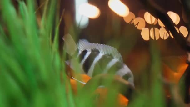 緑藻と小さな木製のスナッグで水族館に浮かぶエキゾチックな黒と白と金色の魚のクローズアップビュー。フレーム。美しい魚のタンク — ストック動画