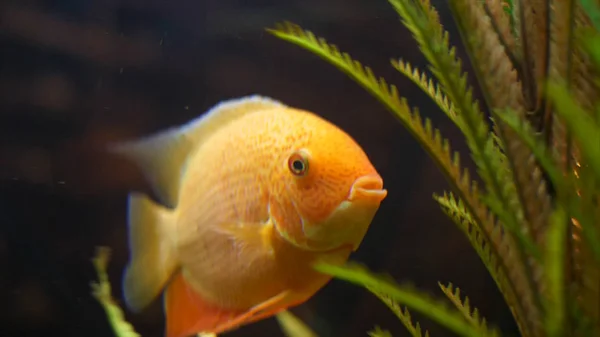 Yeşil su tesisi ile cam tankında yüzen altın balık. Çerçeve. Karanlık arka planda yeşil bitkiler ile inanılmaz japon balığı yüz ve kuyruk için kapatın. — Stok fotoğraf