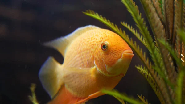 Close up para peixinho dourado em aquário com plantas verdes, conceito de animais de estimação. Moldura. Belo peixe dourado abrindo a boca e movendo suas barbatanas perto de algas verdes . — Fotografia de Stock