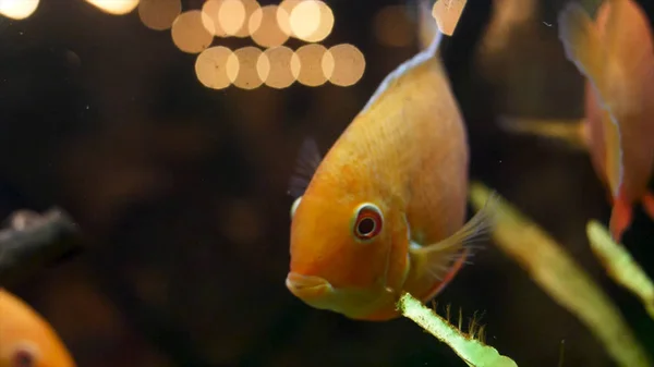 特写金鱼在水族馆与绿色植物，宠物的概念。框架。美丽的金鱼张开嘴，在绿藻附近移动鳍. — 图库照片