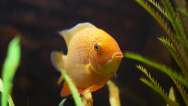 Zlatá rybka se koupala ve skleněné nádrži se zelenou vodní rostlinou. Rámeček. Blízko úžasné zlaté rybky a ocasu se zelenými rostlinami na tmavém pozadí. — Stock video